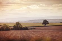 Fields
