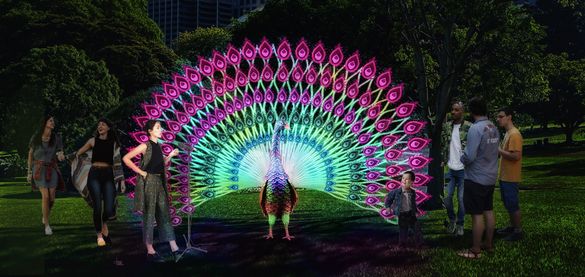 Regal Peacock