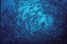 Diving in Komodo