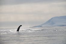 Whale fin