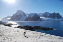 Penguin and Landscape
