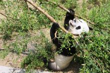 Pandas