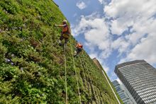 Living Wall At The Rubens At The Palace Gardeners