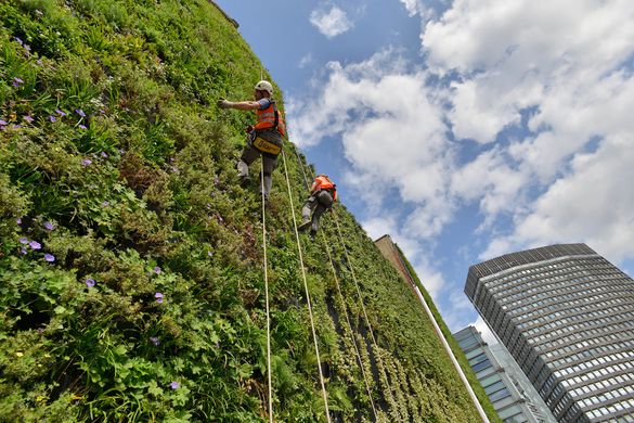 Living Wall At The Rubens At The Palace Gardeners