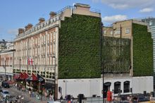 Living Wall At The Rubens At The Palace Panoramic