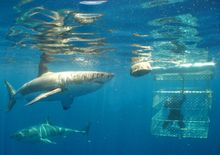 Shark-cage diving off the Eyre Peninsula