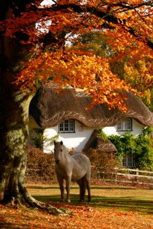 (c) VisitEngland/New Forest District Council