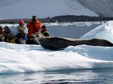 Photographing a Leopard Seal - Credit Pip Smith