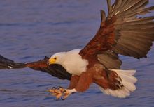 Fish Eagle
