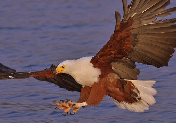 Fish Eagle