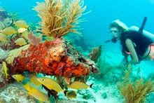 Largo Dive