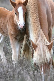 Horses