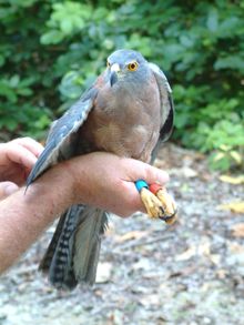 Banding a Christmas Island Goshawk