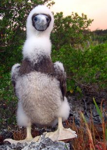 A brown booby
