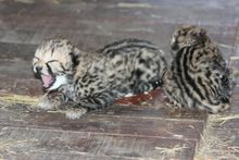 King Cheetah