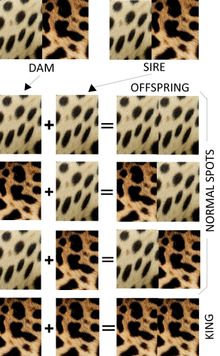 King Cheetah Diagram