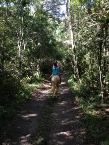 On the trial with the horses