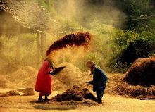 “Husks Fly Away” by Ajay Viswanath is one of Safarious’ Curious By Nature Photo Contest heat one winners
