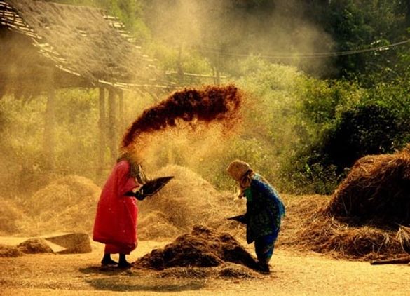 “Husks Fly Away” by Ajay Viswanath is one of Safarious’ Curious By Nature Photo Contest heat one winners