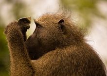 “I See You” by Paul Slyer is one of Safarious’ Curious By Nature Photo Contest heat one winners