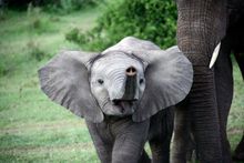 Baby Elephant