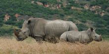 Rhino