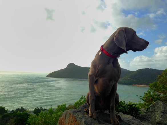 Jester in his backyard - The Whitsundays