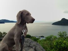Jester Gull calls Hamilton Island home