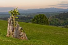Gaia Tree on Samira Lookout