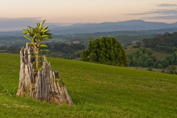 Gaia Tree on Samira Lookout