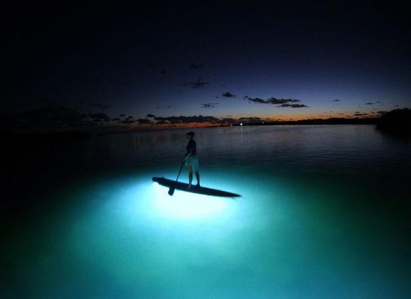 Paddle Board Ibis