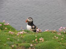 Puffins on St Kilda\'s coastline