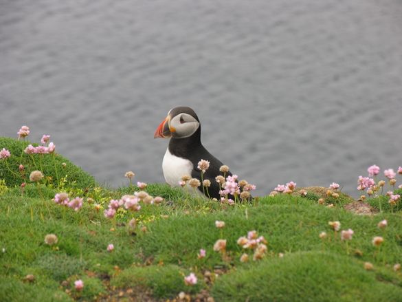 Puffins on St Kilda\'s coastline