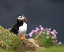 Puffin and wild flowers - Wild Scotland