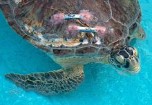Turtle Elena