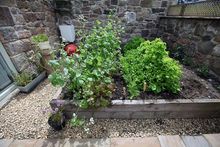 Kitchen Garden