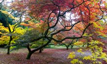 Westonbirt Trees