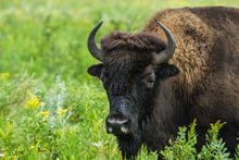 Bison at Riding Mountain National Park