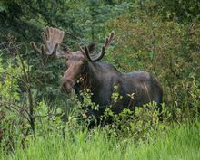 See moose on Frontiers North's Big 5 Safari