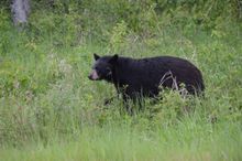 See Black Bear on Frontiers North's Big Five Safari