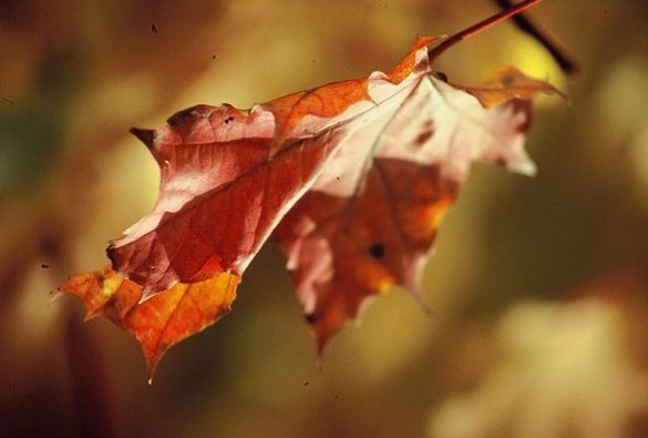 Autumn\'s Richest Experiences 