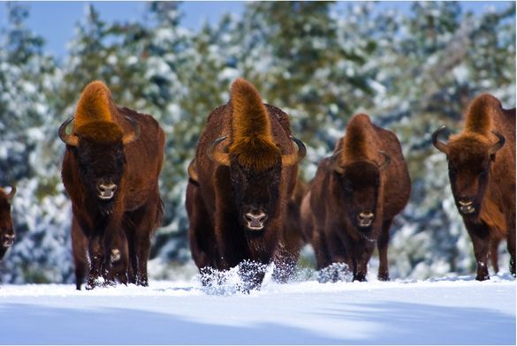 Bison
