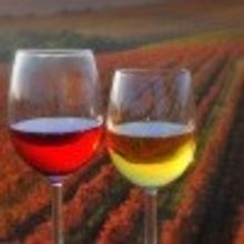Wine From Slovenia