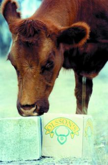 Here is a Salt Lick 
