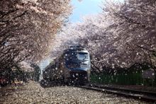 Jinhae Cherry Blossom Festival 