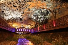 Jinhae Cherry Blossom Festival 
