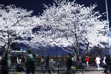 Yeouido Cherry Blossom Festival 