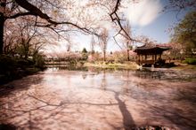 Gyeongju Cherry Blossom Festival