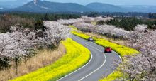 Jeju Canola Flower Festival 