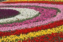 Taean International Tulip Festival